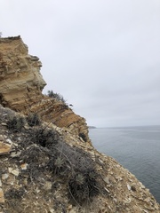 Dudleya virens insularis