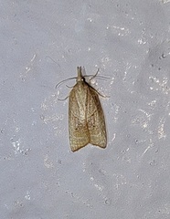 Sparganothis distincta