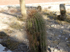 Trichocereus atacamensis