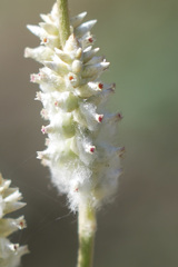 Froelichia floridana