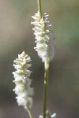 Froelichia floridana