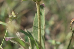 Froelichia floridana