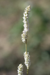 Froelichia floridana
