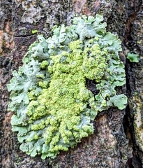 Parmelioideae