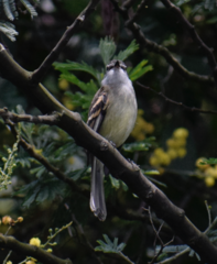Mecocerculus leucophrys
