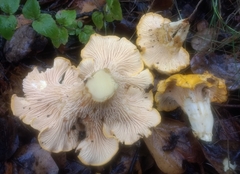 Cantharellus californicus