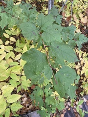 Viburnum opulus opulus