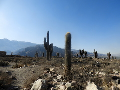 Trichocereus atacamensis