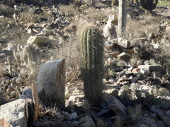 Trichocereus atacamensis