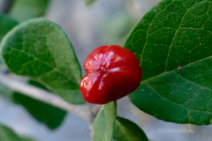 Malpighia diversifolia