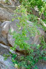 Malpighia diversifolia