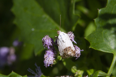 Ponometia erastrioides
