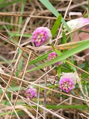 Polygala sanguinea