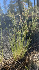 Galium wigginsii