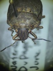 Tetyra bipunctata