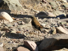 Mimus dorsalis