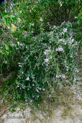 Solanum hindsianum