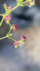 Galium wigginsii