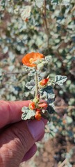 Sphaeralcea ambigua