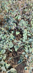 Datura wrightii