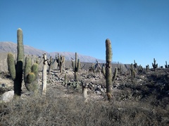 Trichocereus atacamensis