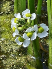 Sagittaria platyphylla
