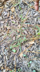 Dichanthelium dichotomum