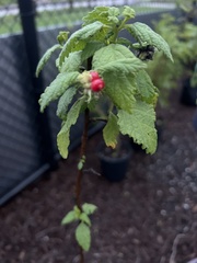 Varronia bullata