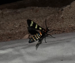 Syntomeida melanthus