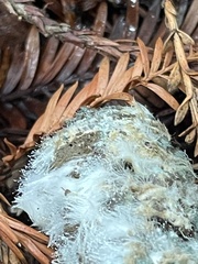 Phycomyces