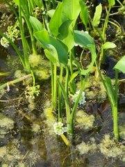 Sagittaria platyphylla