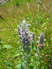 Stachys byzantina