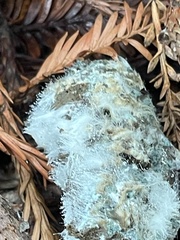 Phycomyces