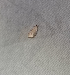 Heliocheilus paradoxus