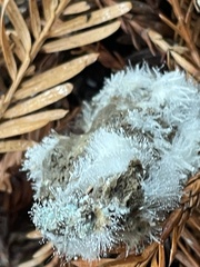 Phycomyces