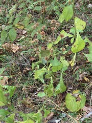 Elephantopus carolinianus