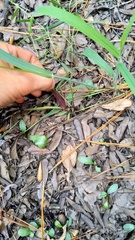Dichanthelium dichotomum