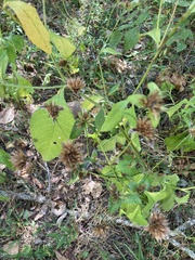 Elephantopus carolinianus