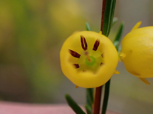 Image of Erica campanularis by (c) Ren Hoekstra, some rights reserved (CC BY)