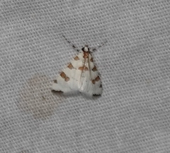 Conchylodes octonalis