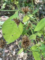 Elephantopus carolinianus