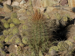 Trichocereus atacamensis