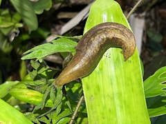 Veronicelloidea