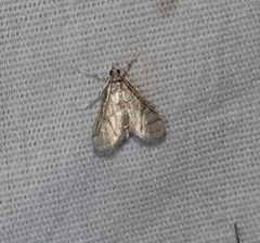 Pseudopyrausta santatalis