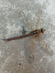 Rhionaeschna bonariensis