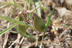 Aristolochia erecta