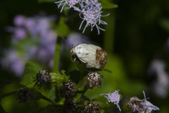 Ponometia erastrioides