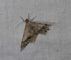 Psamatodes abydata