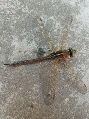 Rhionaeschna bonariensis