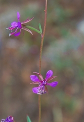 Clarkia rhomboidea